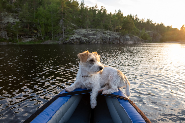 A dog of the Jack Russell Terrier breed lies on the bow of a kayak against the backdrop of a lake and forest. Sunset backlight in Karelia.